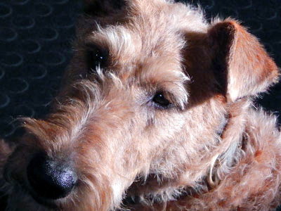 consultation video en comportement canin