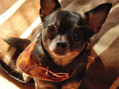 adoption Edgar Chihuahua