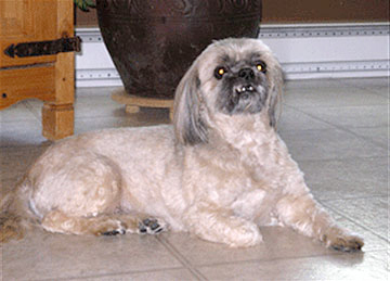 Chewy Chienn aggressif