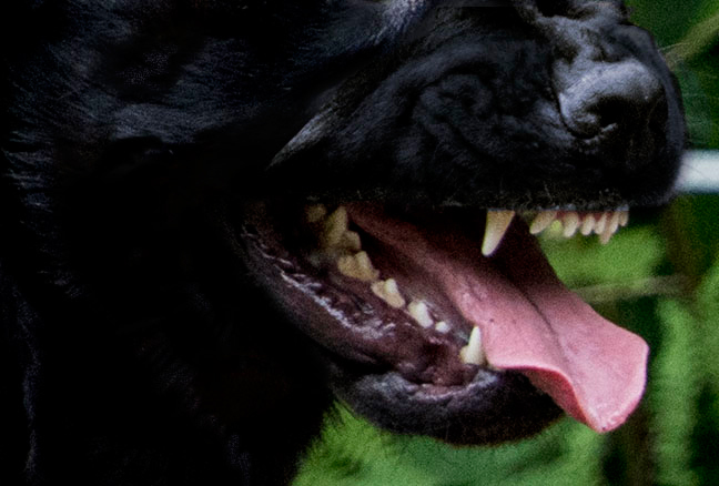 chien agressif, chien montrant les dents, agressivité canine