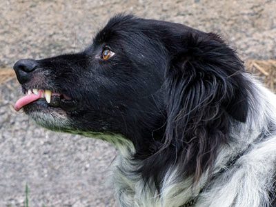 Chewy Chienn aggressif