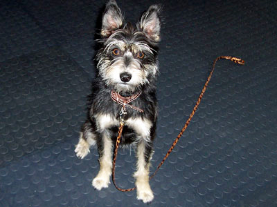 dressage obéissance, chiens assis