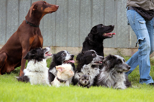 un bon entraineur canin