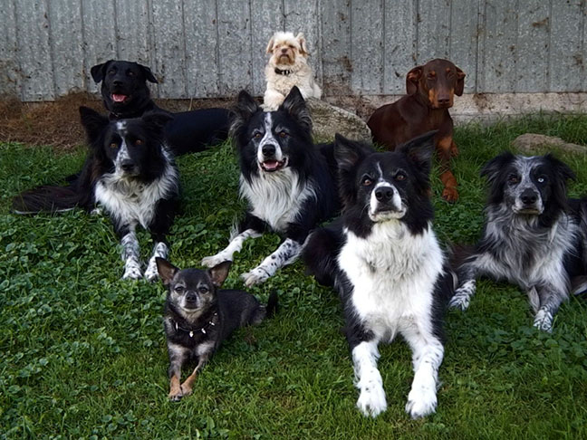 notre équipe canine