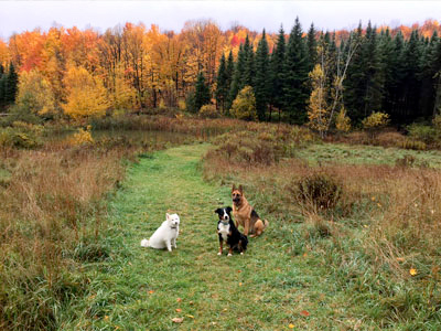 Pension pour chiens, promenade en nature, Montérégie