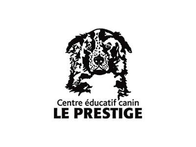 border collie freestyle canin à Magog