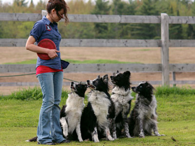 Karyne Milette et sa meute de border collie