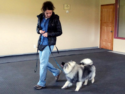 dressage chien marche en laisse