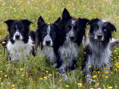 Maître chien Karyne Millette et ses chiens à l'écoute