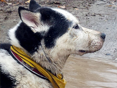 pension pour chiens en Estrie
