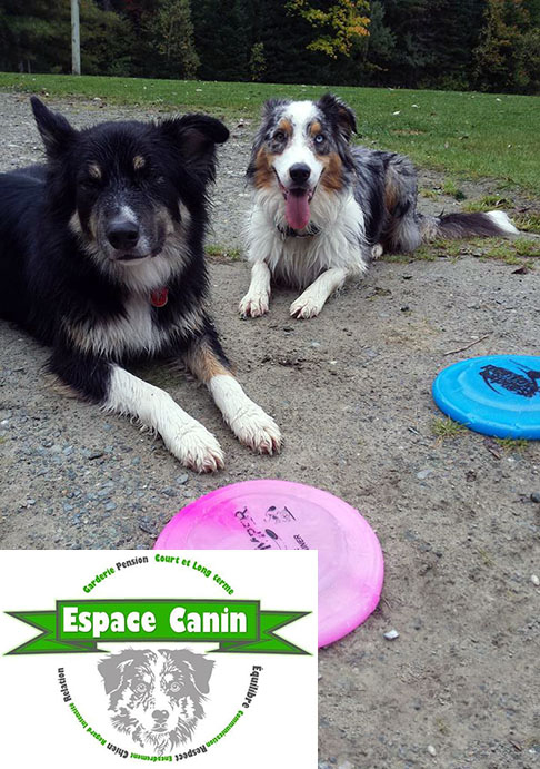 Cours à domicile pour chiots